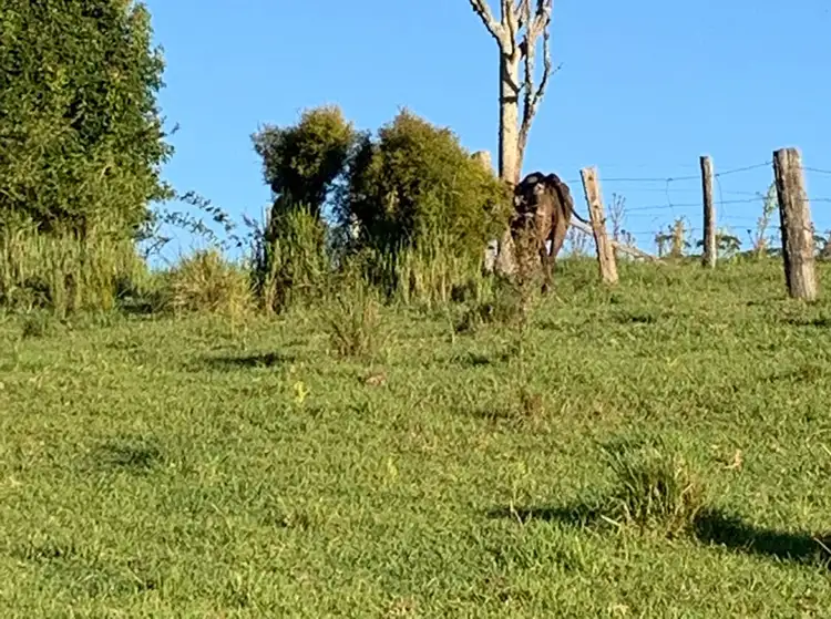 Fifth view of Homely rural property listing, LOT 1 Hewitt Road, Mount Mee QLD 4521