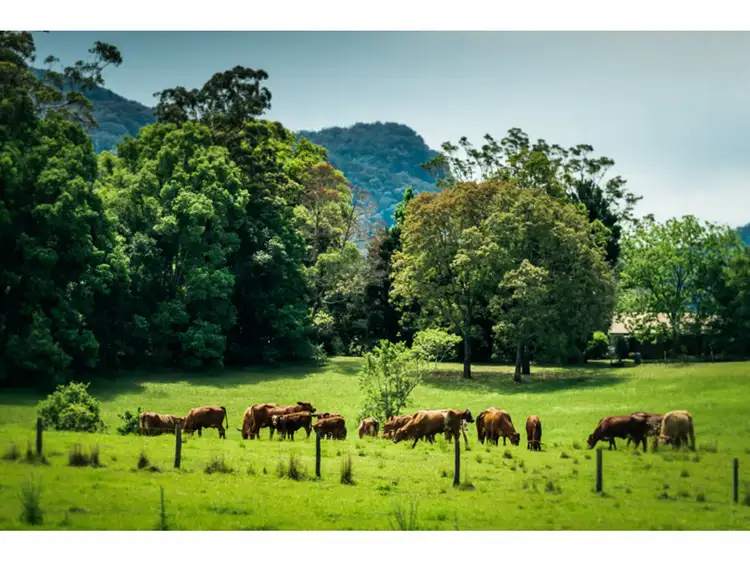 Fifth view of Homely rural property listing, 448 Gordonville Road, Bellingen NSW 2454