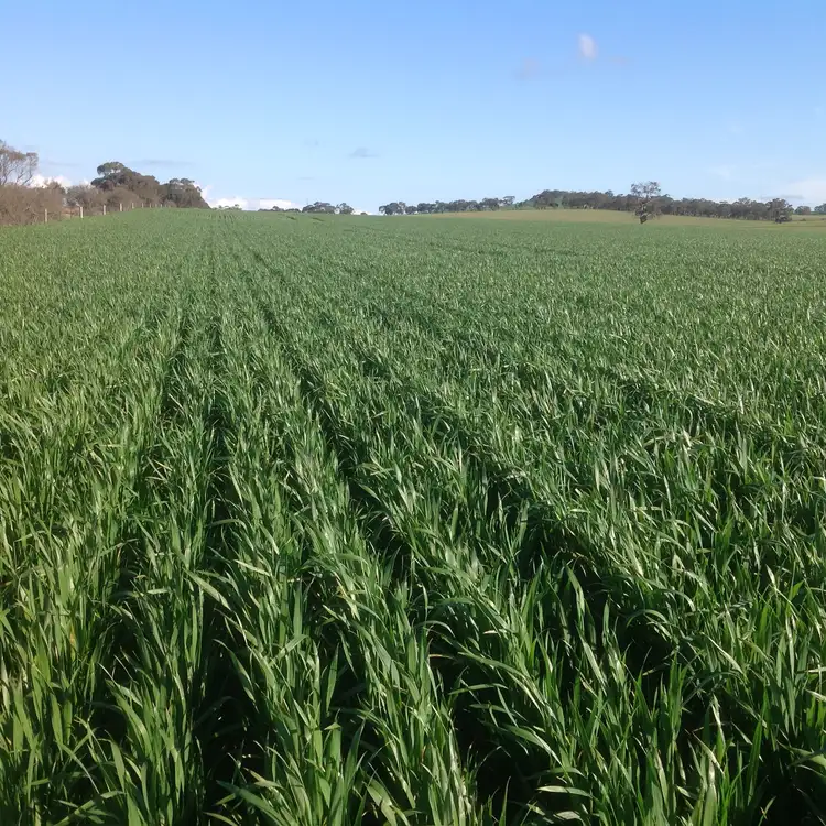 Second view of Homely rural property listing, Allotment 694 Curio Road, Marrabel SA 5413