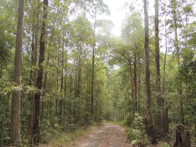 Third view of Homely rural property listing, LOT 21, 1283 Byrrill Creek Road, Tyalgum NSW 2484