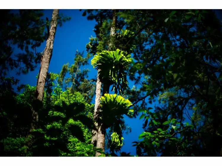 Seventh view of Homely rural property listing, 2196 Darkwood Road, Bellingen NSW 2454