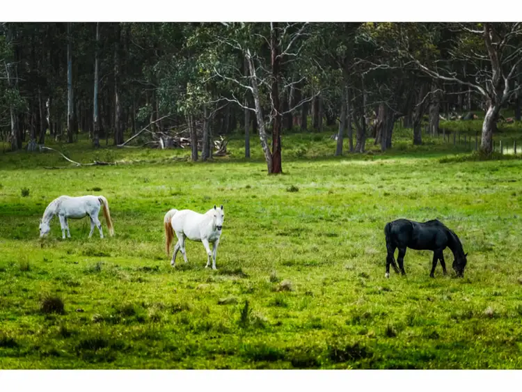 Sixth view of Homely rural property listing, 1465 Marengo Road, Hernani NSW 2453