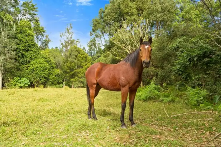 Third view of Homely land listing, 1799 Numinbah Road, Numinbah NSW 2484