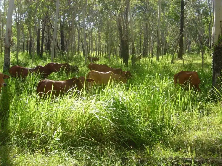 Main view of Homely rural property listing, LOT 5 Mulligan Highway, Mount Molloy QLD 4871