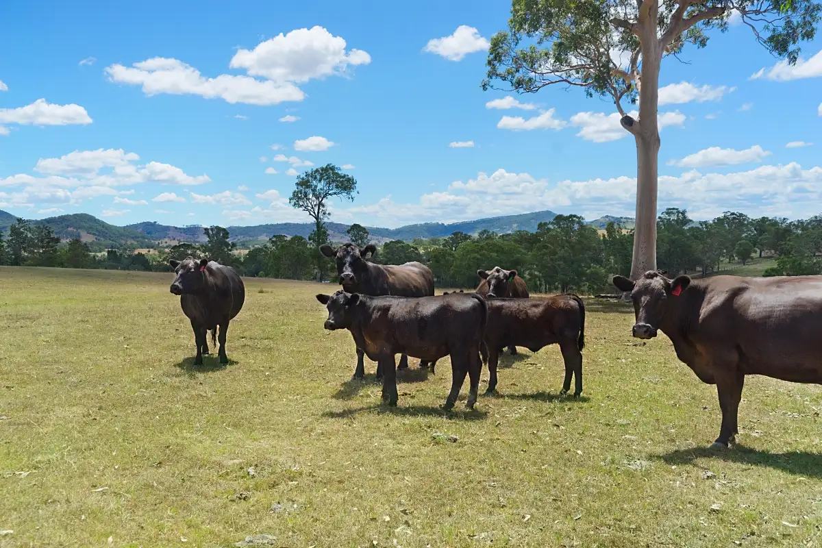 Main view of Homely rural property listing, 450 Fishers Hill Road, Fishers Hill NSW 2421