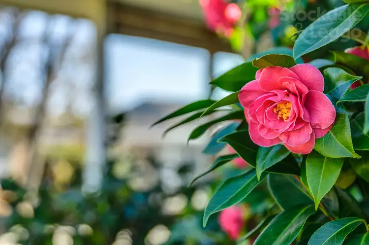 Seventh view of Homely house listing, 2/29-31 Drysdale Street, Portarlington VIC 3223