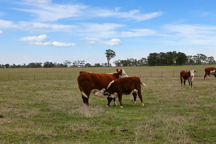 Second view of Homely rural property listing, 175 Bourkes Road, Warncoort VIC 3243