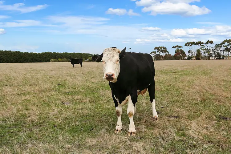 Fourth view of Homely rural property listing, 175 Bourkes Road, Warncoort VIC 3243