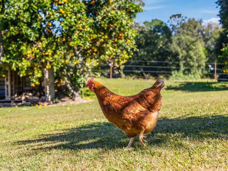 Seventh view of Homely rural property listing, 964 Numinbah Road, Crystal Creek NSW 2484