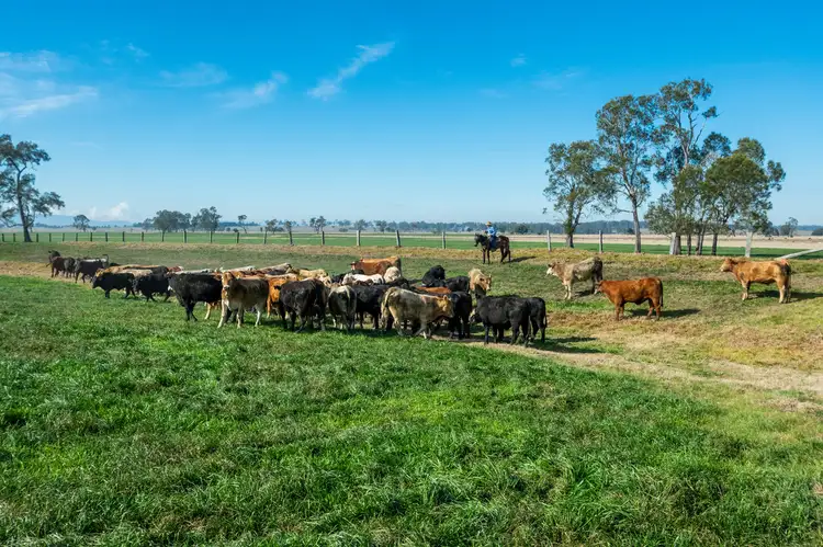 Second view of Homely rural property listing, 264 Finlaysons Lane, Ulmarra NSW 2462