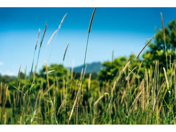 Sixth view of Homely land listing, LOT 111 Jordan Road, Bellingen NSW 2454