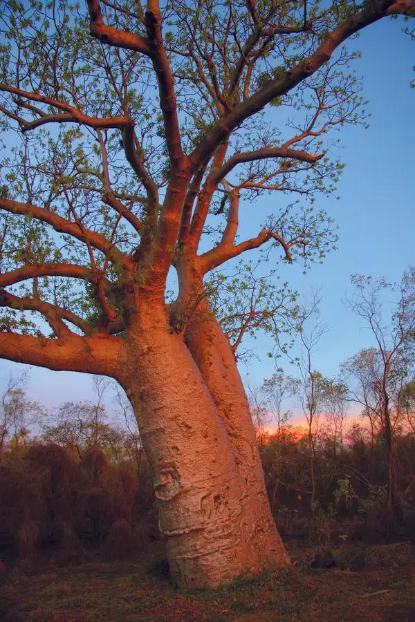 Third view of Homely land listing, 208 Chamberlain Drive, Kununurra WA 6743