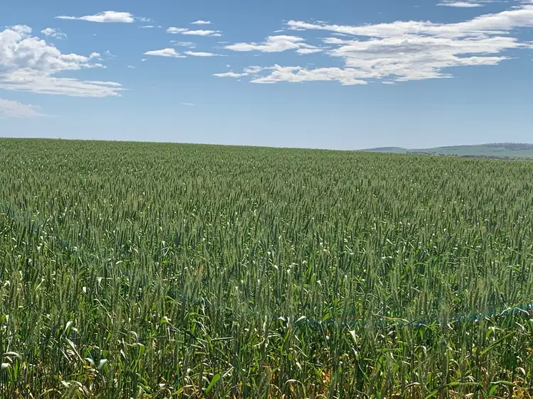 Sixth view of Homely rural property listing, Cnr Salt Lake Road & Bumbunga Road, Snowtown SA 5520