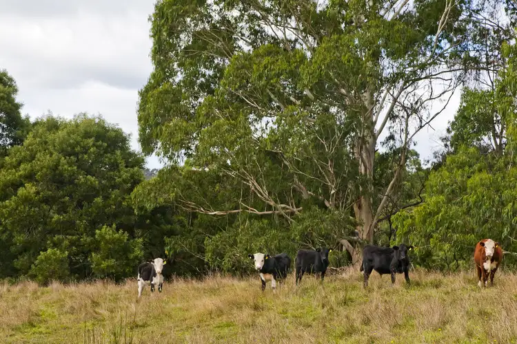 Fourth view of Homely rural property listing, 385 Escarpment Road, Gellibrand VIC 3239