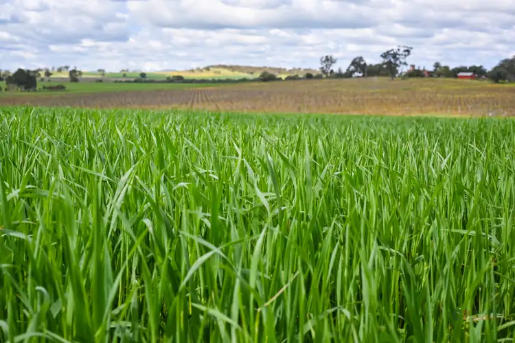 Sixth view of Homely rural property listing, 1194 Gooramadda Road, Gooramadda VIC 3685