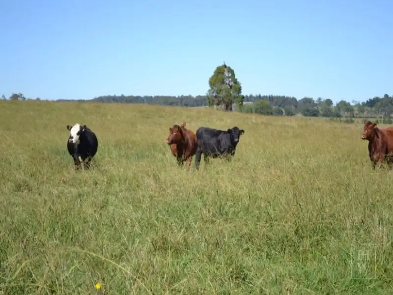 Main view of Homely rural property listing, 302 Sproules Lane, Bowral NSW 2576