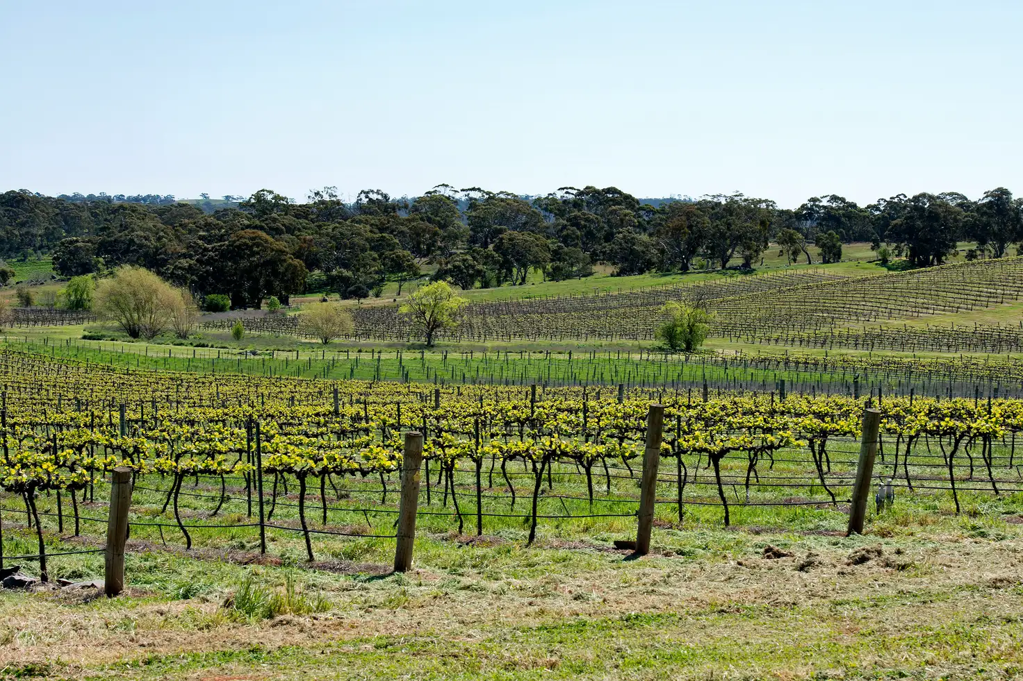 Main view of Homely rural property listing, LOT 20 & 21 Quarry Road, Clare SA 5453