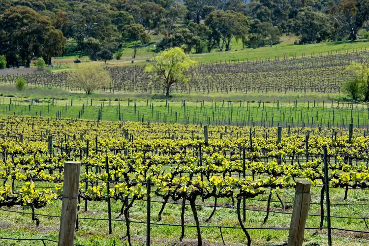 Second view of Homely rural property listing, LOT 20 & 21 Quarry Road, Clare SA 5453