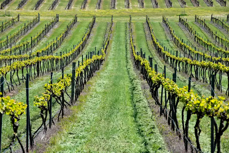 Third view of Homely rural property listing, LOT 20 & 21 Quarry Road, Clare SA 5453