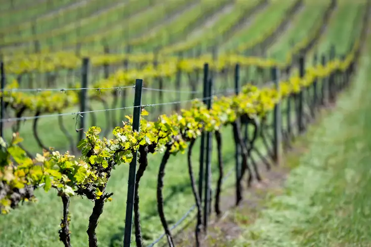 Fourth view of Homely rural property listing, LOT 20 & 21 Quarry Road, Clare SA 5453