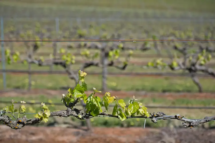 Seventh view of Homely rural property listing, LOT 20 & 21 Quarry Road, Clare SA 5453