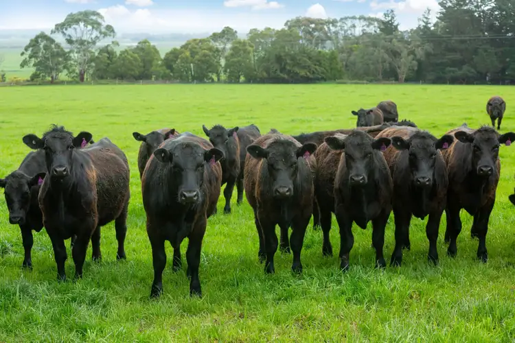 Fifth view of Homely rural property listing, 30 Blacks Road, Irrewillipe VIC 3249