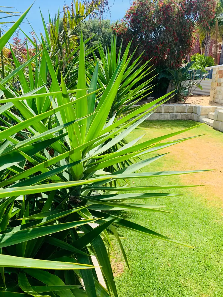Fifth view of Homely house listing, 26 Santa Way, Wanneroo WA 6065