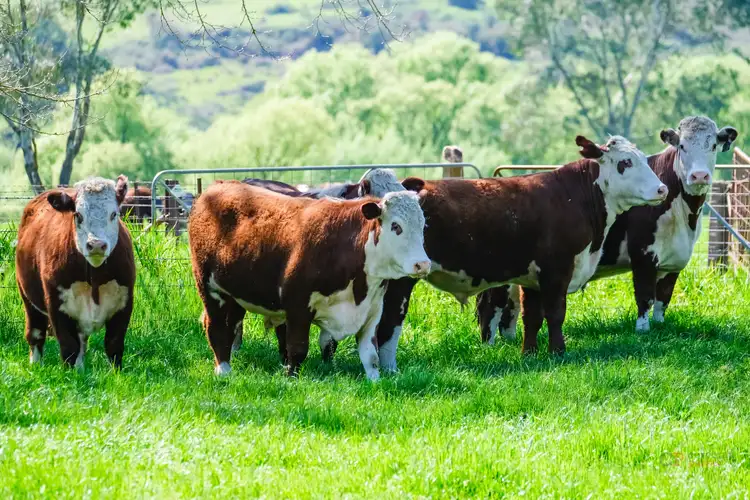 Third view of Homely rural property listing, 6731 Kiewa Valley Highway, Tawonga VIC 3697