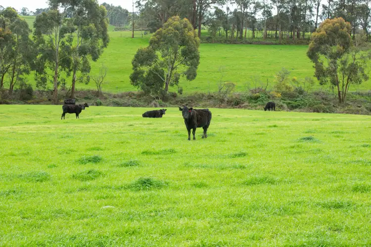 Fourth view of Homely rural property listing, 860 Colac - Lavers Hill Road, Barongarook West VIC 3249