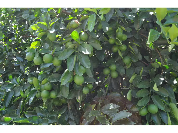 Second view of Homely rural property listing, LOT 5, 106 Wright Road, Mareeba QLD 4880