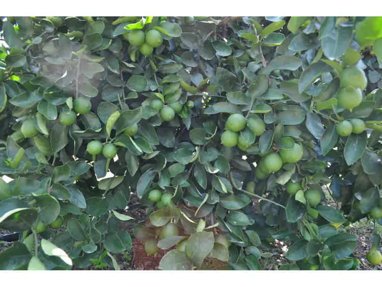 Seventh view of Homely rural property listing, LOT 5, 106 Wright Road, Mareeba QLD 4880