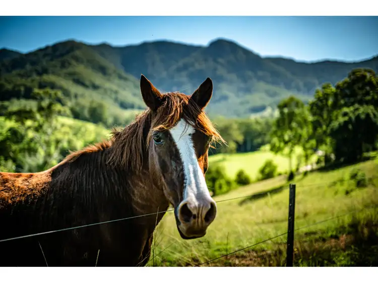 Fourth view of Homely rural property listing, 302 Promised Land Road, Bellingen NSW 2454
