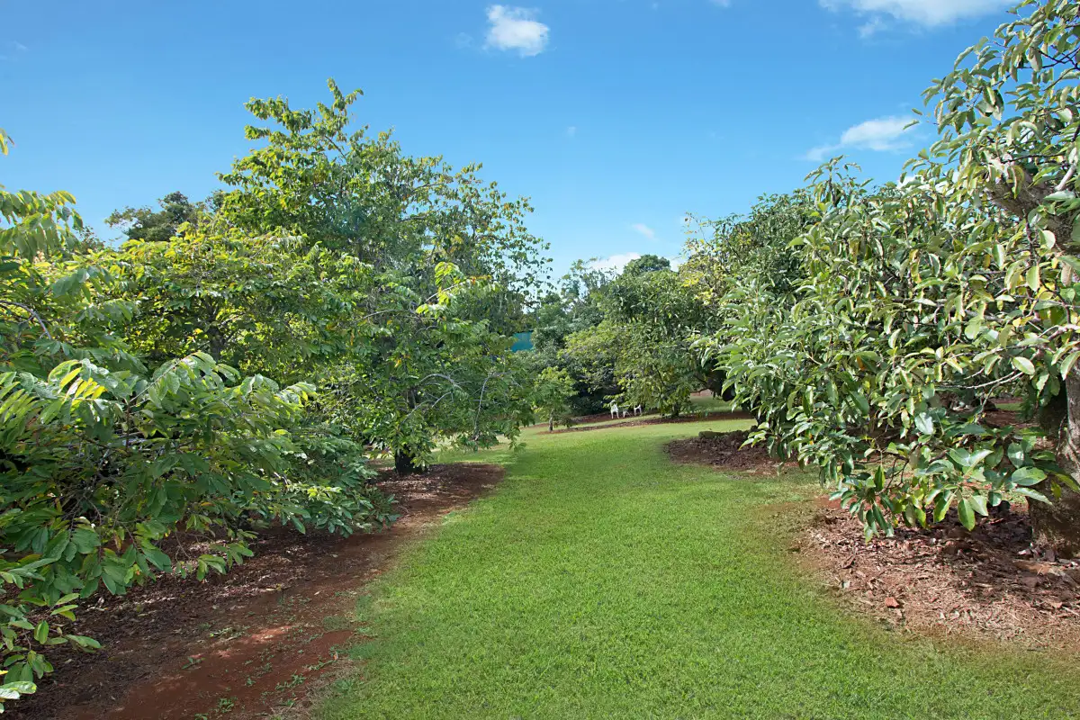 Main view of Homely rural property listing, 57 Loders Road, Duranbah NSW 2487