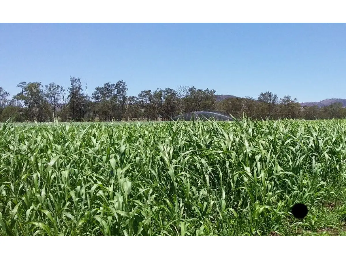 Main view of Homely rural property listing, 56 O'Reillys Weir Road, Lowood QLD 4311