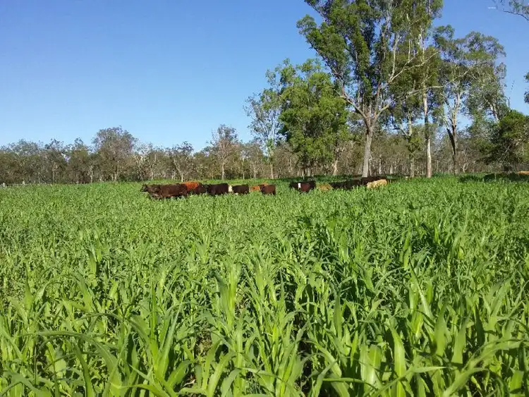 Seventh view of Homely rural property listing, 56 O'Reillys Weir Road, Lowood QLD 4311