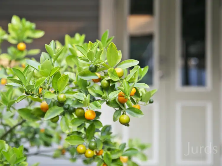 Third view of Homely house listing, 16 Palmer Street, Mulbring NSW 2323