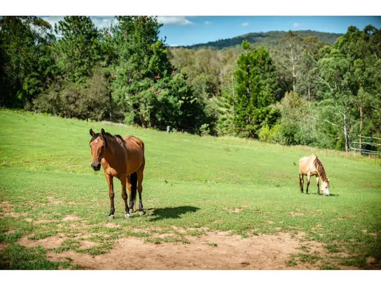Fifth view of Homely rural property listing, 1971 Tyringham Road, Dorrigo NSW 2453