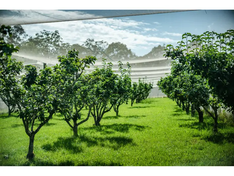 Sixth view of Homely rural property listing, 1971 Tyringham Road, Dorrigo NSW 2453