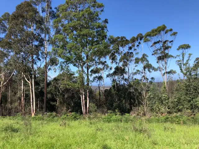 Main view of Homely rural property listing, LOT 115 Monkey Mountain Road, Morton NSW 2538
