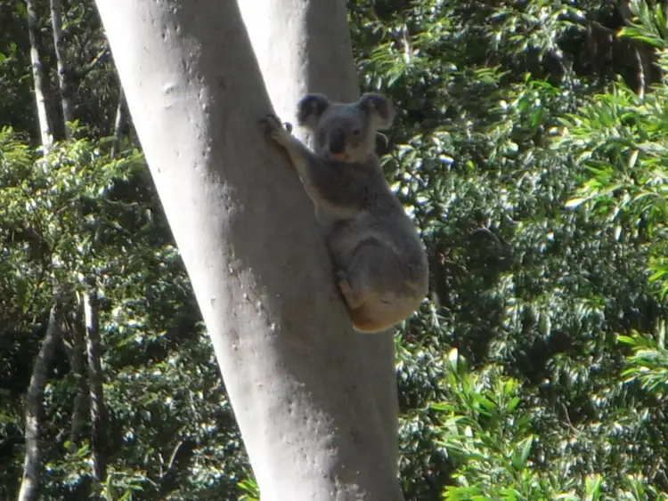 Sixth view of Homely house listing, 42 Platypus Creek Road, Dulong QLD 4560