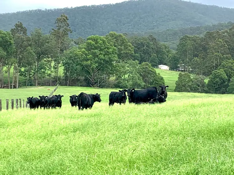 Third view of Homely rural property listing, 1405 Mount View Road, Mount View NSW 2325