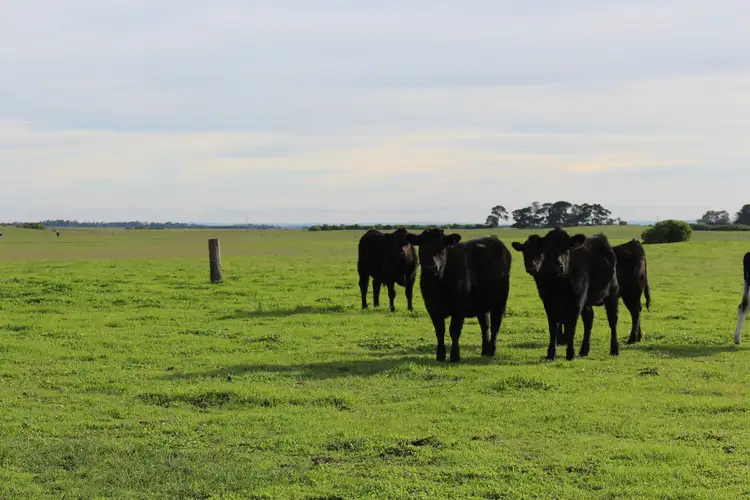 Main view of Homely rural property listing, 135 McMasters Road, Eurack VIC 3251