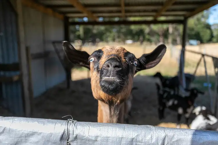 Fifth view of Homely land listing, 28a & 26 Oldina Road, Wynyard TAS 7325