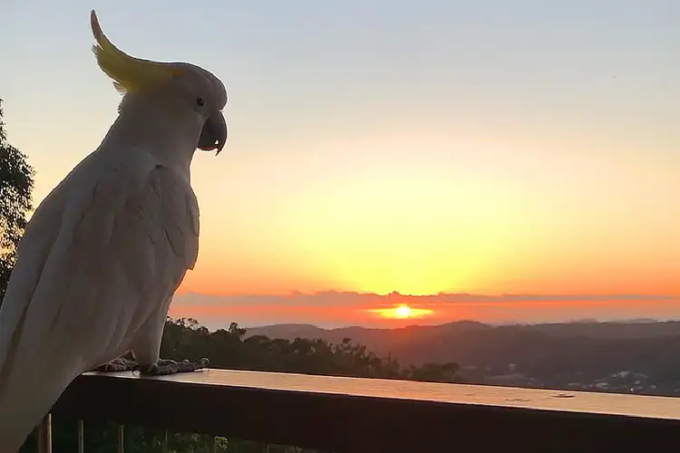 489 Trees Road, Tallebudgera QLD 4228