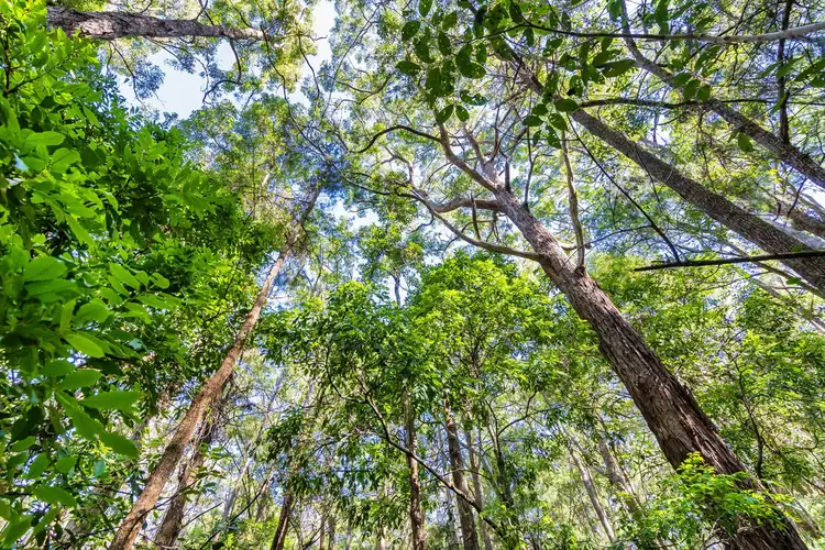 Third view of Homely land listing, 1938 Springbrook Road, Springbrook QLD 4213