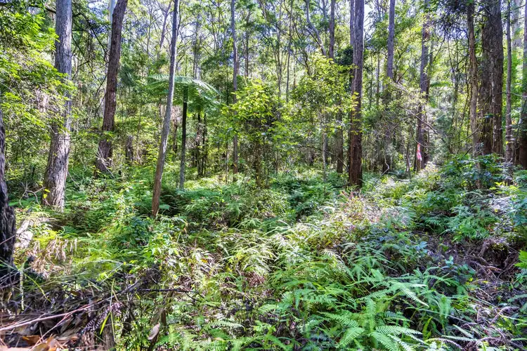 Fourth view of Homely land listing, 1938 Springbrook Road, Springbrook QLD 4213