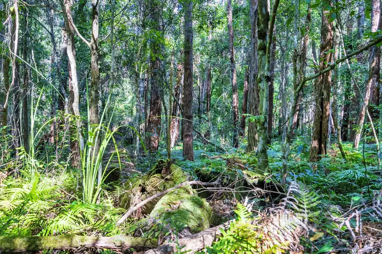 Sixth view of Homely land listing, 1938 Springbrook Road, Springbrook QLD 4213