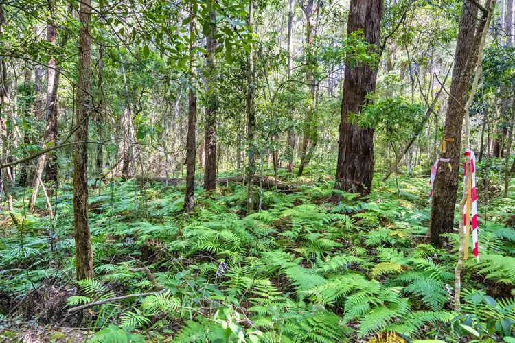 Seventh view of Homely land listing, 1938 Springbrook Road, Springbrook QLD 4213