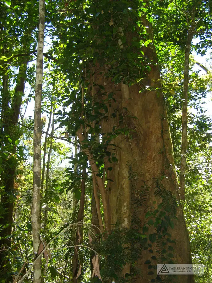 Fourth view of Homely rural property listing, Address available on request