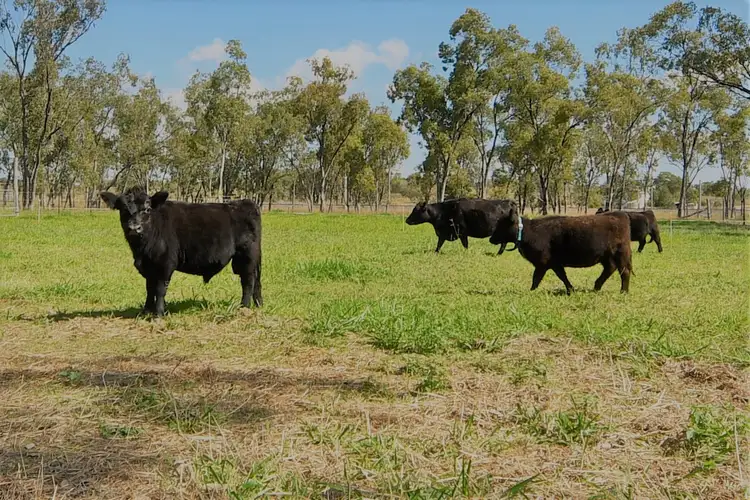 Third view of Homely rural property listing, 23 Meura Road, Port Curtis QLD 4700